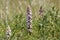 Bean broomrape, Orobanche crenata