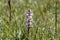 Bean broomrape, Orobanche crenata