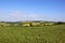 Bean field and patchwork fields