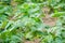 Bean field ripening at spring season, agricultural  close-up