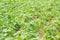 Bean field ripening at spring season, agricultural  close-up