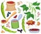 Bean of food vector illustration on white background .Isolated cartoon set icon soybean.Vector cartoon set icon bean of