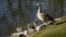 Bean goose parent with chicks.