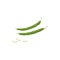 Bean green pods and seeds vector icon, veggies