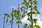 Bean plant climbs over the bamboo ladder, blue sky in background