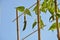 Bean plant climbs over the bamboo ladder, blue sky in background