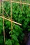 Bean plant climbs over the bamboo ladder in winter sesson