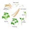 Bean plant growth stages infographic elements in flat design. Planting process of beans from seeds, sprout to ripe