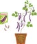 Bean plant with purple fruits, green leaves, root system in flower pot and open sachet with seeds