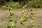 Bean plant with yellow leaves left on plastic support net in local garden after picking with trees and grass in background