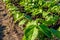 Bean plants in the farmerâ€˜s farmland in the morning sun