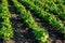 Bean plants in the field