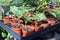 Bean plants in pots.