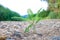 Bean plants On the sand1