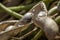 bean pod recently harvested in a field