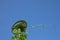 Bean pole and vines silhouetted against a vivid blue sky, creative gardening copy space