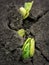 bean seedlings in the soil. Macro with small details. cracked soil