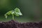 Bean sprout on a blurred background. The young plant sprouted from the soil.