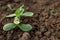 Bean sprout in the ground from a seed. Vegetable garden, agriculture, rural, business