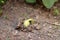 Bean sprout sticking out of the ground, home garden