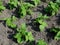 Bean stalks grow in the home garden. Homegrown foods