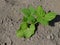 Bean stalks grow in the home garden. Homegrown foods