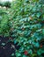 Bean stalks with leaves and red flowers