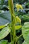 Bean stalks twist and grow upward on a string