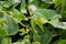 Bean stalks twist and grow upward on a string