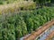 Beans climbing on sticks in a kitchen garden