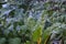 Beans, collard greens, kale and Swiss chard in a square foot gar