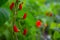 Beans in the field blooms with red flowers in early summer