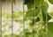 Beans grow on the fence, climbing plant