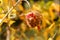 Beans of pomegranate cracked on the plant, yellow background