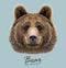 Bear animal face. Grizzly brown bear head portrait. Realistic fur portrait of bear on blue background