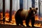 Bear on background of forest fire. Poor brown bear in dangerous natural disaster. Concept take care of nature