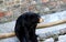 Bear baribal Ursus americanus Pallas sits on an open ground in the zoo