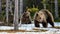 She-bear and bear-cubs. Adult female of Brown Bear Ursus arctos with cubs on the snow in spring forest
