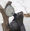 Bear and Bees Nest getting honey Wood Carving Statue