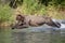 Bear belly flop into an open area of water