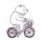 Bear on the bicycle with basket and flowers. Cartoon contour Illustration on white background.