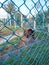 A bear in a big cage sunset green grass animal, captivity