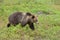 Bear in bilberry bushes