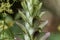 Bear breeches, Acanthus mollis