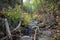 Bear Canyon Creek in the Morning Light