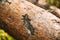 Bear Claw Marks On Fallen Pine Tree