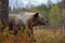 Bear - close up encounter in the nature. Brown bear in yellow forest. Autumn trees with animal. Beautiful brown bear walking