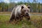 Bear - close up encounter in the nature. Brown bear in yellow forest. Autumn trees with animal. Beautiful brown bear walking