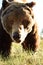 Bear closeup. Glance of male brown bear