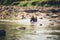 bear crossing shallow river, ripples around